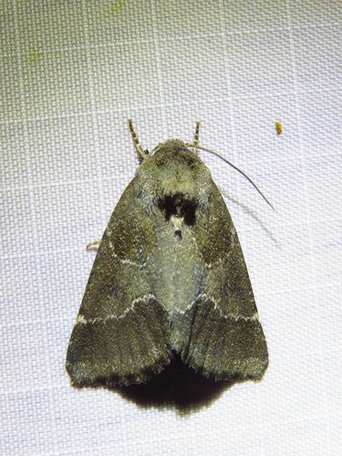 Thoreau's Flower Moth photo 4