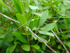 Carex billingsii