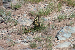 Papilio machaon oregonius