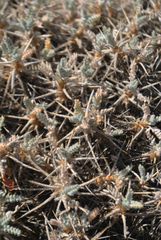 Astragalus microcephalus