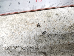 Nylanderia bourbonica