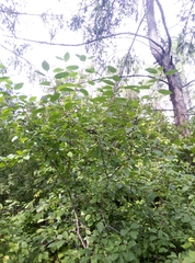 Rhamnus cathartica