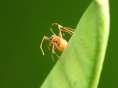 Myrmaplata plataleoides