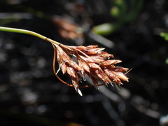 Ficinia fascicularis