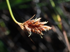 Ficinia fascicularis