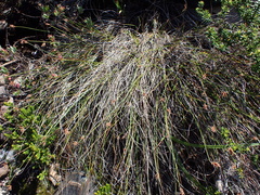 Ficinia fascicularis