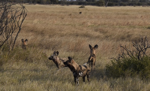 African wild dog