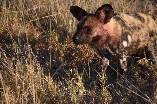 African wild dog