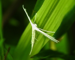 Pterophorus