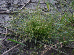 Cyperus bipartitus
