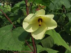 Abelmoschus manihot