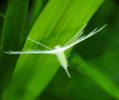 Pterophorus