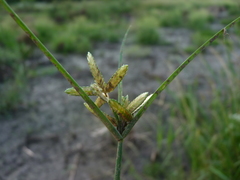 Cyperus bipartitus
