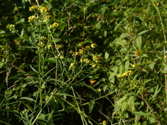 Euthamia graminifolia nuttallii