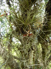 Tillandsia tenuifolia