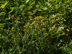 Euthamia graminifolia nuttallii