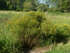 Euthamia graminifolia nuttallii