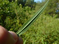 Euthamia graminifolia nuttallii