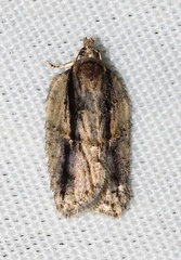 Acleris pulverosana