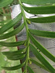 Taxus chinensis
