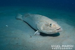 Epinephelus coioides