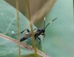 Cratichneumon unifasciatorius