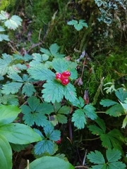 Rubus pedatus
