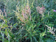 Rumex pallidus