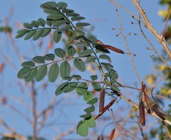 Indigofera jucunda