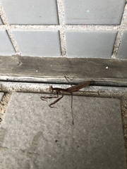 Statilia maculata maculata