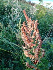 Rumex pallidus