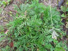 Potentilla tergemina