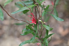 Grevillea oleoides