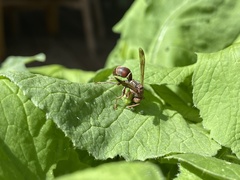 Polistes stigma townsvillensis