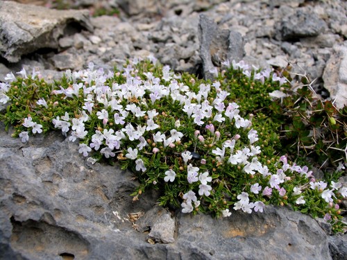 Cretan mountain savory (Satureja spinosa)