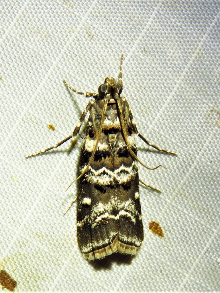 Zimmerman Pine Moth