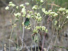 Callophrys affinis