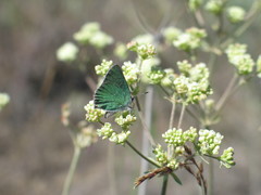 Callophrys affinis