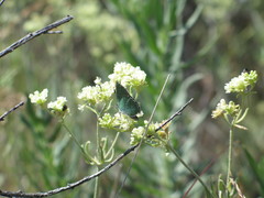 Callophrys affinis