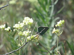 Callophrys affinis
