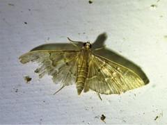 Pilocrocis ramentalis