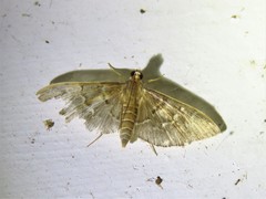 Pilocrocis ramentalis