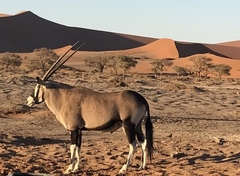 Oryx gazella