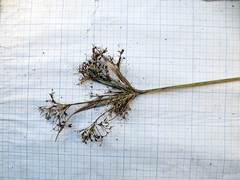 Scirpus orientalis