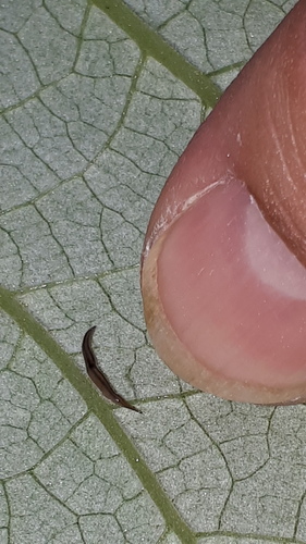 Snake-headed Flatworm, photo 4 of 10