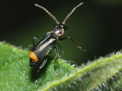 Axinotarsus marginalis