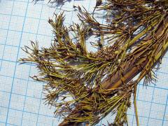 Scirpus orientalis