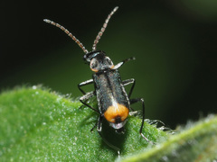 Axinotarsus marginalis