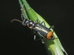 Axinotarsus marginalis