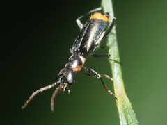 Axinotarsus marginalis